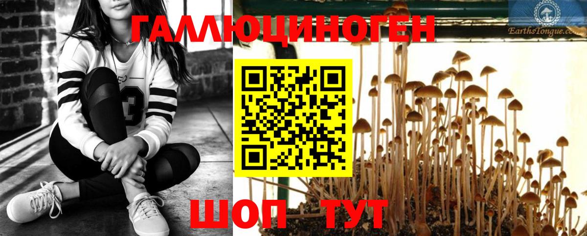 Брянск  Галлюциногенные грибы Psilocybine cubensis  Вход с VPN 